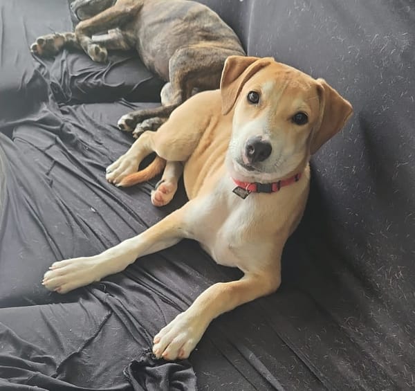 CARAMELA, Chiot Berger Créole