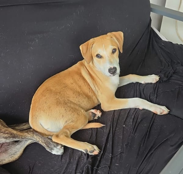 CARAMELA, Chiot Berger Créole