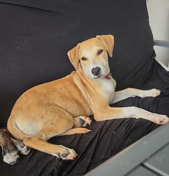 CARAMELA, Chiot Berger Créole