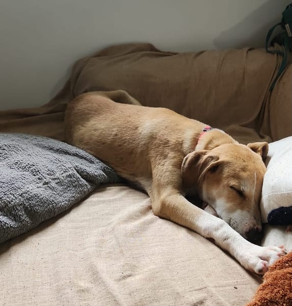 CARAMELA, Chiot Berger Créole