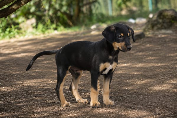 BROOKLYN, Chiot Berger Créole mâle