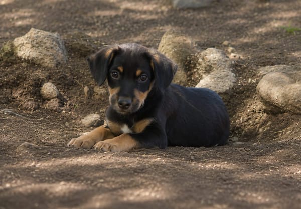 BROOKLYN, Chiot Berger Créole mâle