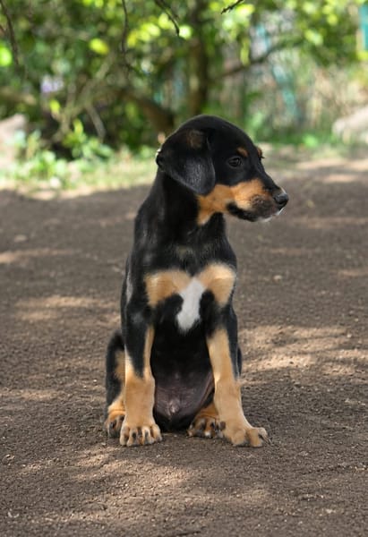 BROOKLYN, Chiot Berger Créole mâle