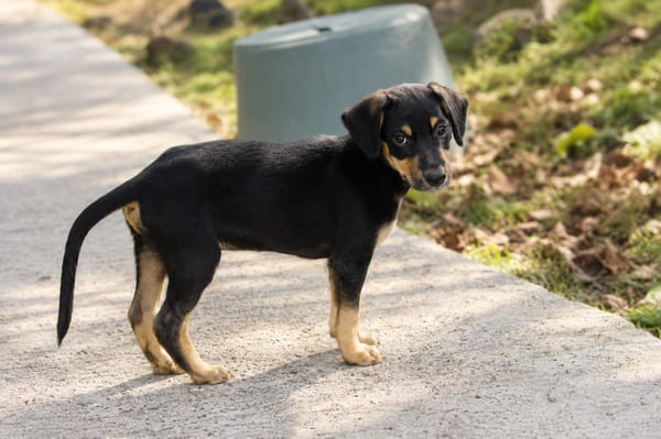 BROOKLYN, Chiot Berger Créole mâle