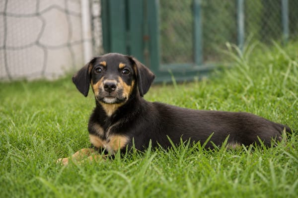 BROOKLYN, Chiot Berger Créole mâle