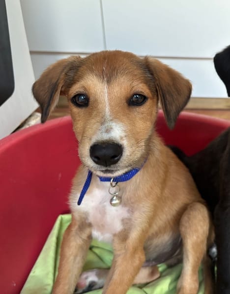 NILO, chiot Berger Créole mâle