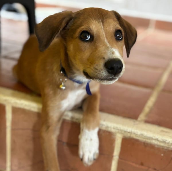 NILO, chiot Berger Créole mâle