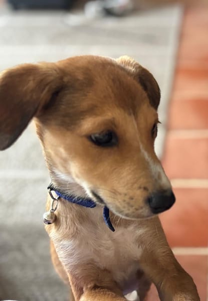 NILO, chiot Berger Créole mâle