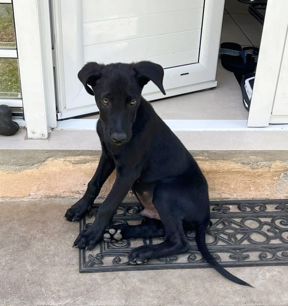 BOUBA, chiot Berger Créole mâle