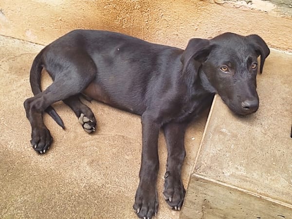 BOUBA, chiot Berger Créole mâle