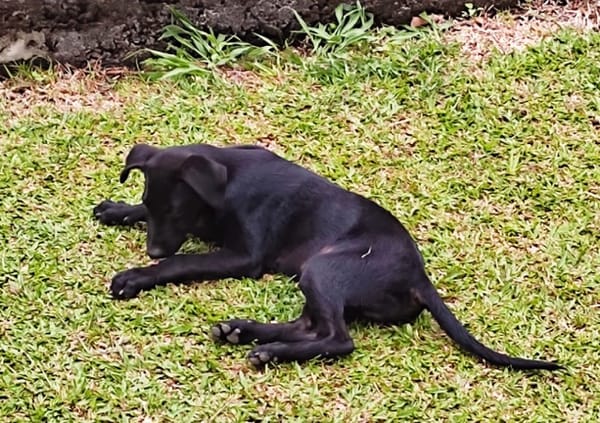BOUBA, chiot Berger Créole mâle