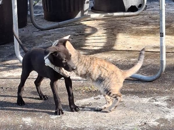 BOUBA, chiot Berger Créole mâle