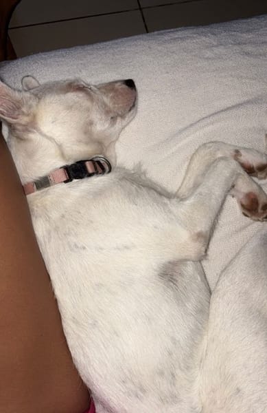 LOLA, Femelle Berger Créole