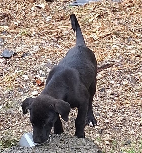 Milady, Femelle junior Croisée Labrador