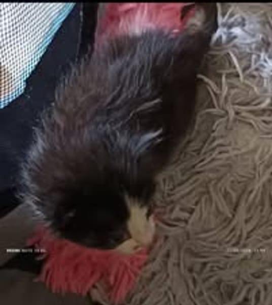 BOUBOU