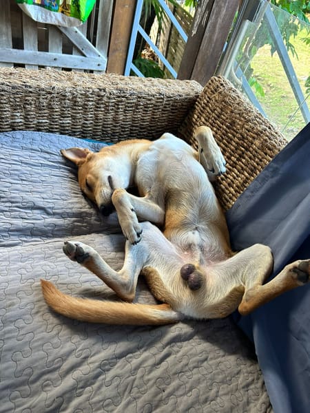 FOXY,  Mâle  BERGER CREOLE