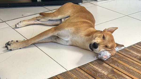 FOXY,  Mâle  BERGER CREOLE