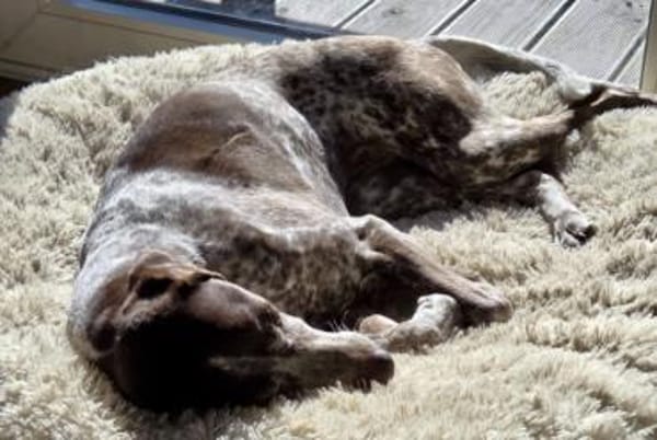 Padme, verlässliche Hundedame, ca. 7 J.