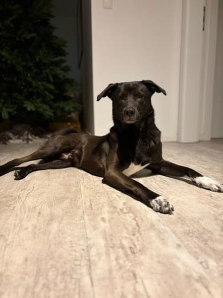 Dusty sucht sein Zuhause