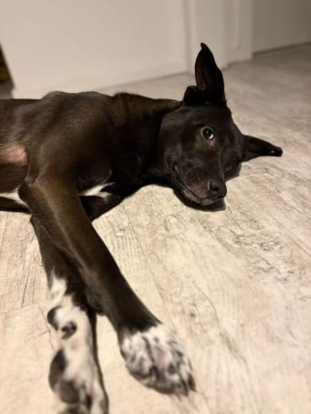 Dusty sucht sein Zuhause