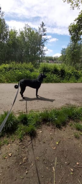 Dusty sucht sein Zuhause