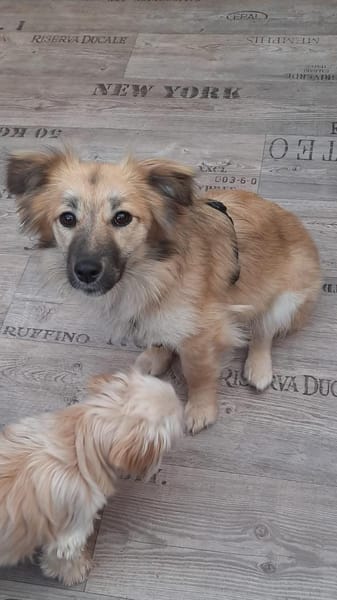 🐶 Diana  zarte Hundeseele 10 Monate
