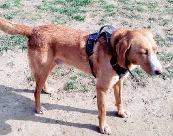 Freddy, 7 Jahre, Sanftmut in Person