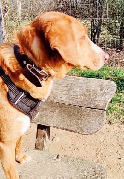 Freddy, 7 Jahre, Sanftmut in Person
