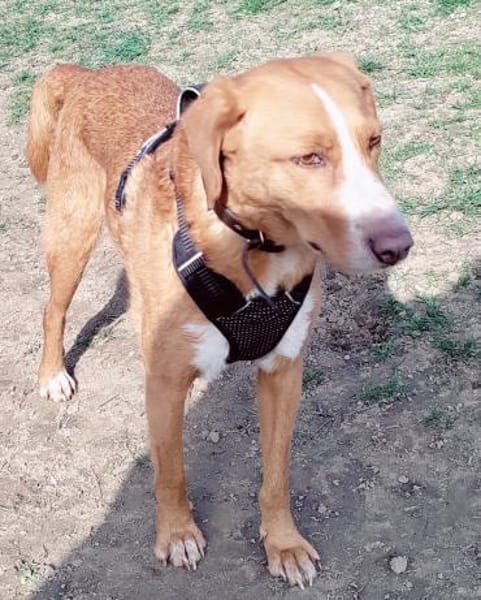 Freddy, 7 Jahre, Sanftmut in Person