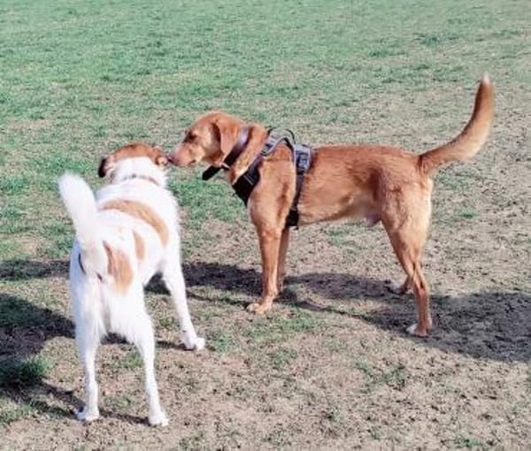 Freddy, 7 Jahre, Sanftmut in Person