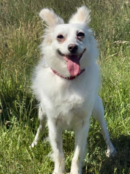 🐾 Lucy  unkomplizierte Traumhündin