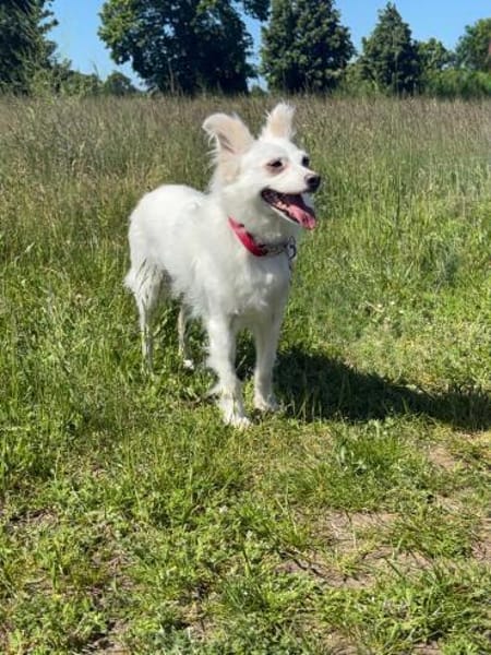 🐾 Lucy  unkomplizierte Traumhündin