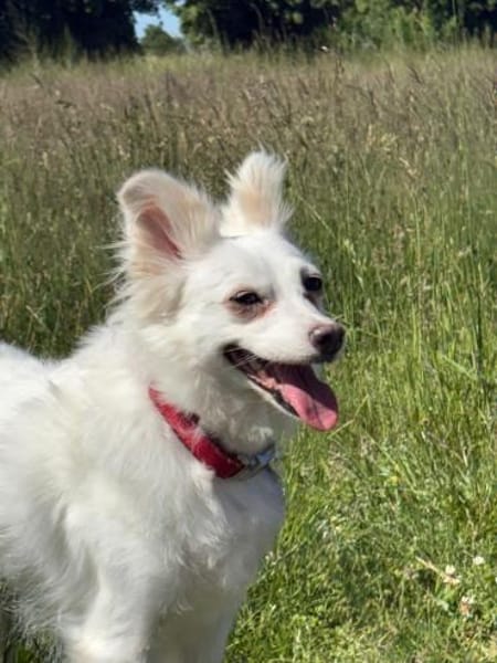 🐾 Lucy  unkomplizierte Traumhündin