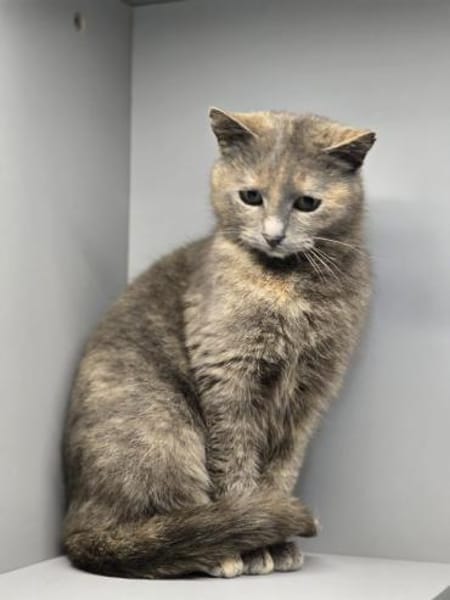 LUCY-zartes Katzenmädchen auf der Suche!