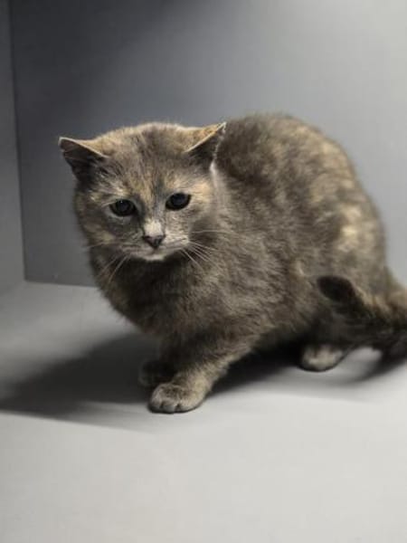 LUCY-zartes Katzenmädchen auf der Suche!