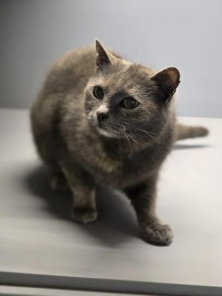 LUCY-zartes Katzenmädchen auf der Suche!