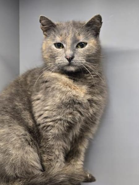 LUCY-zartes Katzenmädchen auf der Suche!