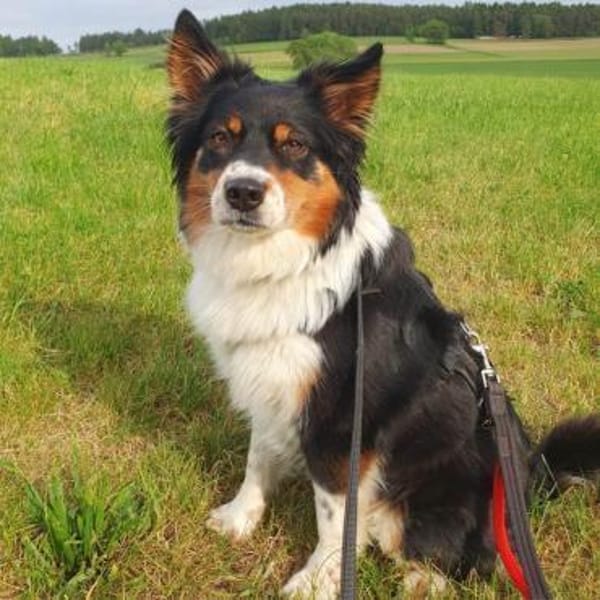 Elsa wartet in Neunburg