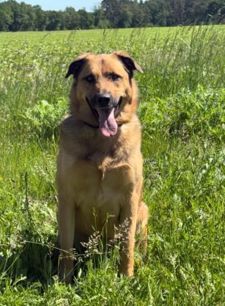 🐾 Samson  charmanter Familienhund