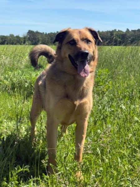 🐾 Samson  charmanter Familienhund