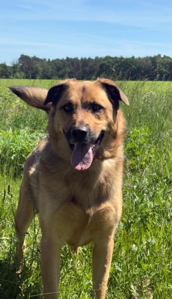 🐾 Samson  charmanter Familienhund