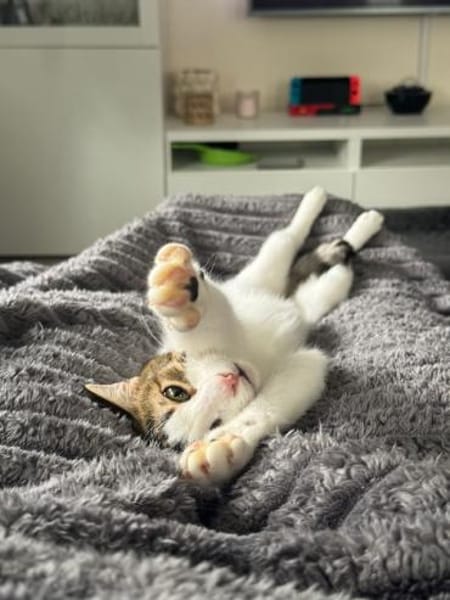 Biscuit, freundliche Schmusekatze, 10 M.