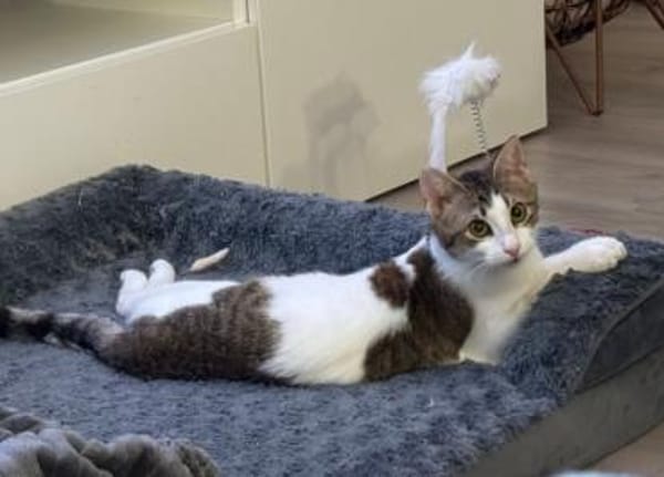Biscuit, freundliche Schmusekatze, 10 M.