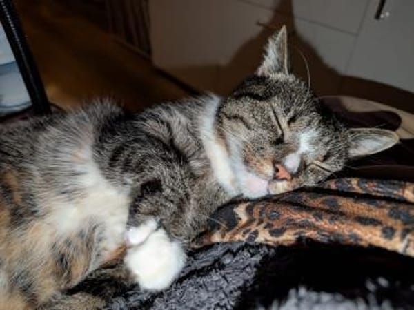 Sid sucht liebevolles Für-Immer-Zuhause