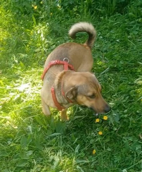 NANO 💙💙💙 sonnig , neugierig , lieb