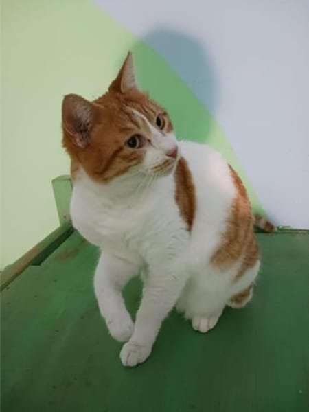 Kanela, verspielte Kuschelmaus, ca. 4 Ja