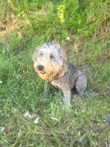 Lagotto Ramagnole Mix Luise