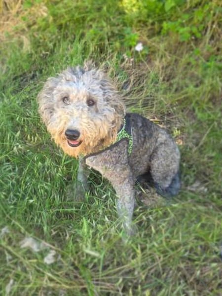 Lagotto Ramagnole Mix Luise