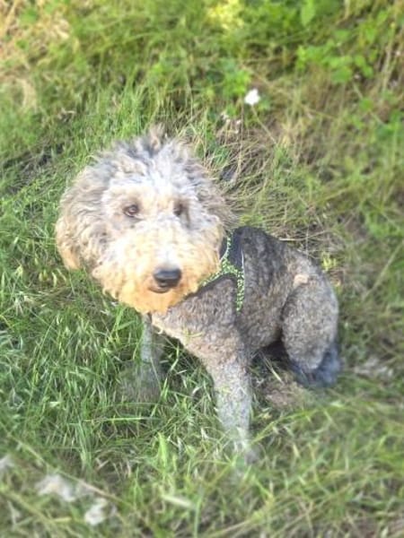 Lagotto Ramagnole Mix Luise