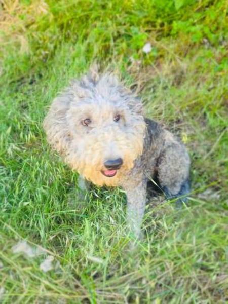 Lagotto Ramagnole Mix Luise